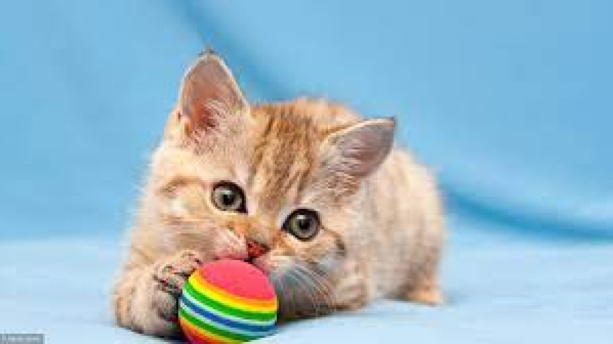 Garder mon chat une semaine